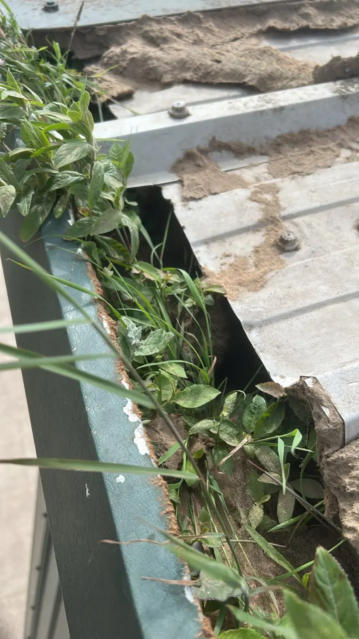 Vegetation and compacted debris inside a commercial roof gutter before clearing