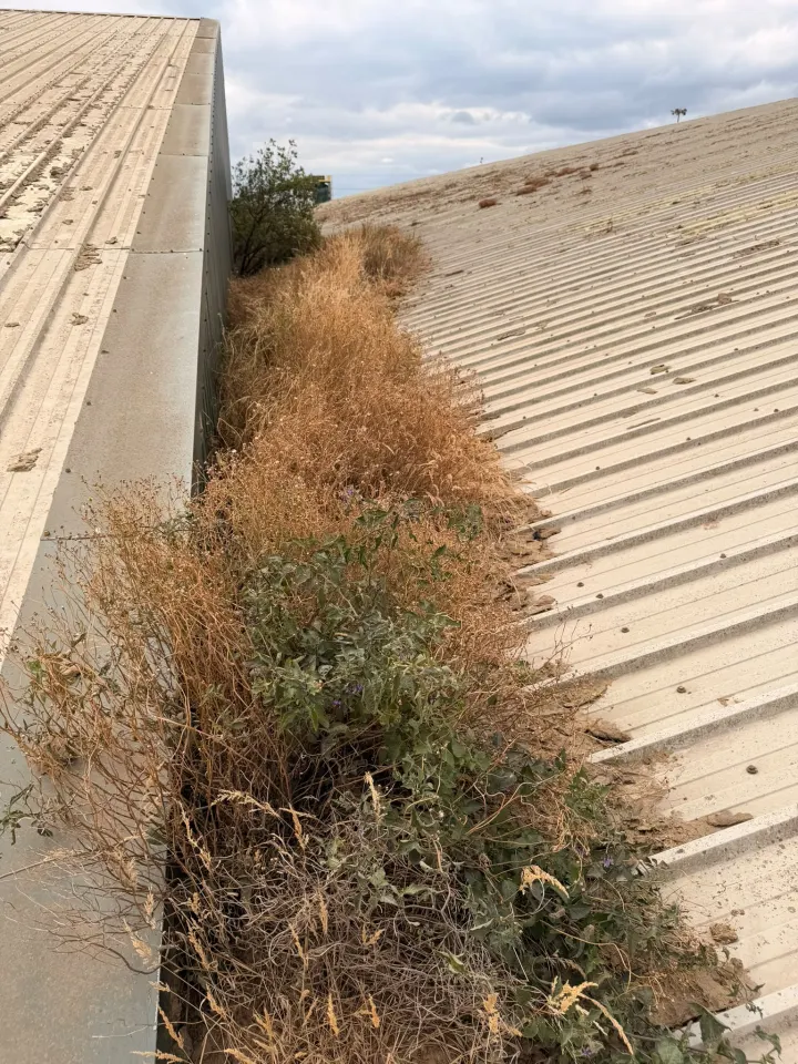 Heavy vegetation growing between adjoining commercial roof sections