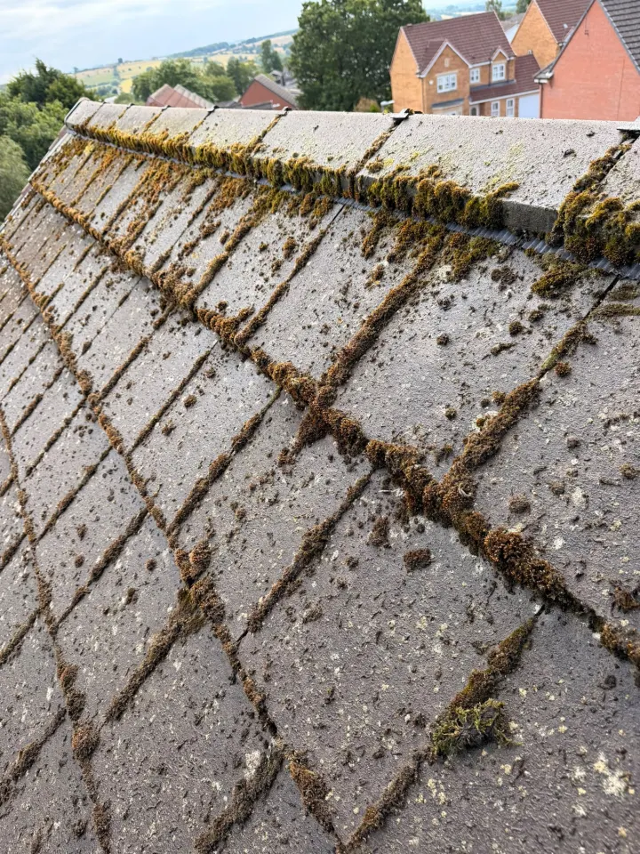 Heavy moss growth on domestic roof tiles before professional removal